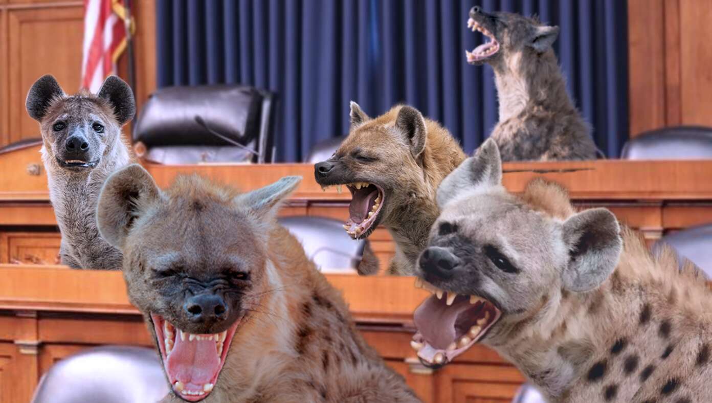 To Improve Senate Confirmation Hearings, Democratic Women Replaced By Rabid Hyenas