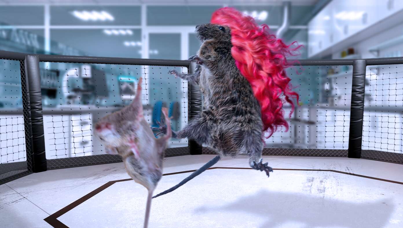 Transgender Mouse Obliterates Female Mouse In Laboratory MMA Event