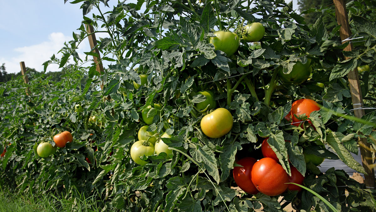 Tomato Apocalypse Imminent, Prepare Your Bland Sandwiches Now