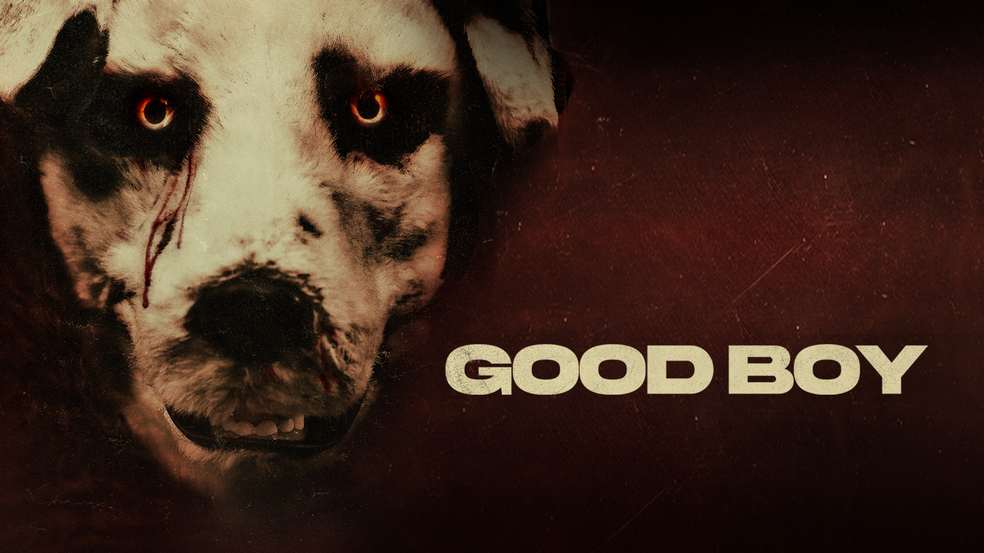 ‘Good Boy’: Finally, a Movie That Lets You See the World From a Pooch’s Perspective (Probably Full of Squirrels and Fire Hydrants)