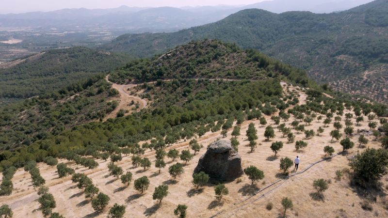 Turkey’s geriatric olive trees pump out world-class oil, defying death and common sense | CNN