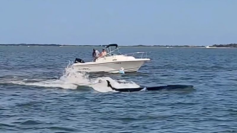 Whale Loses Fight With New Jersey Yacht Club: A Tragedy in Three Acts