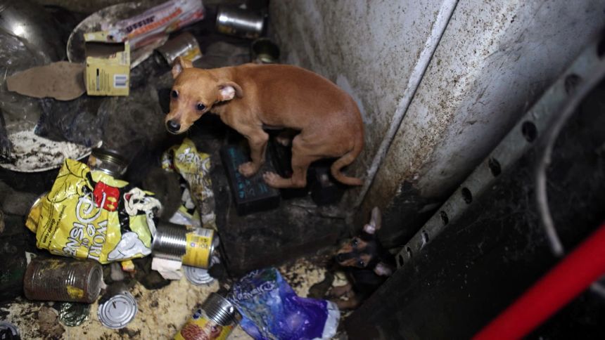 10,000 Fluffy Victims Rescued: Prepare to be Guilted by Cute Animal Photos | CNN