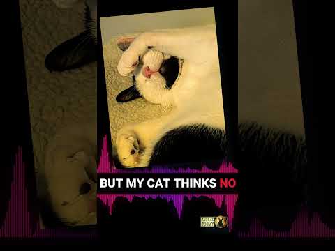 My cat says: stop jamming, go see Deftones live 🎫😾
