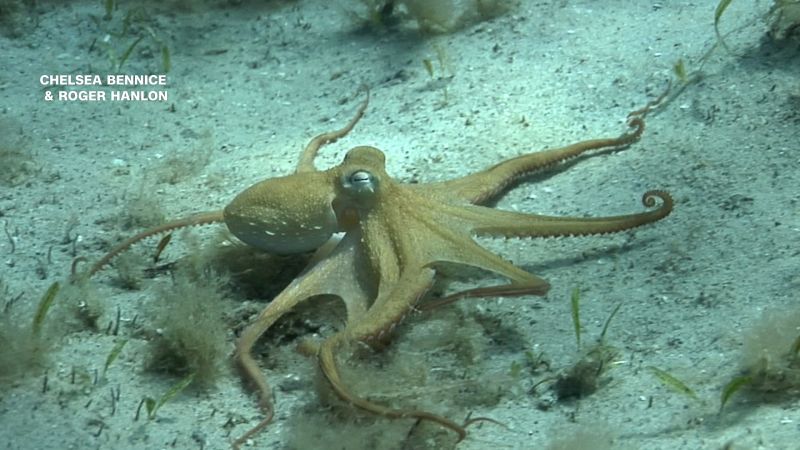 Octopus Arm Preference: Turns Out They’re Just as Picky as Us Humans