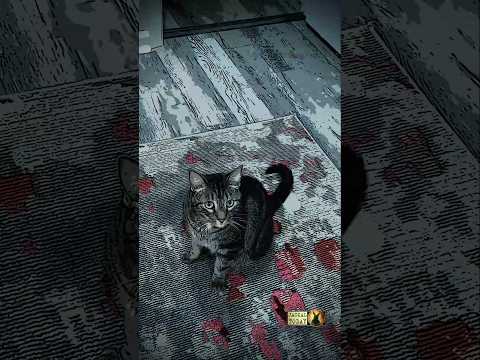 Your cat says NO 😾 but Cannibal Corpse says GO 🤘