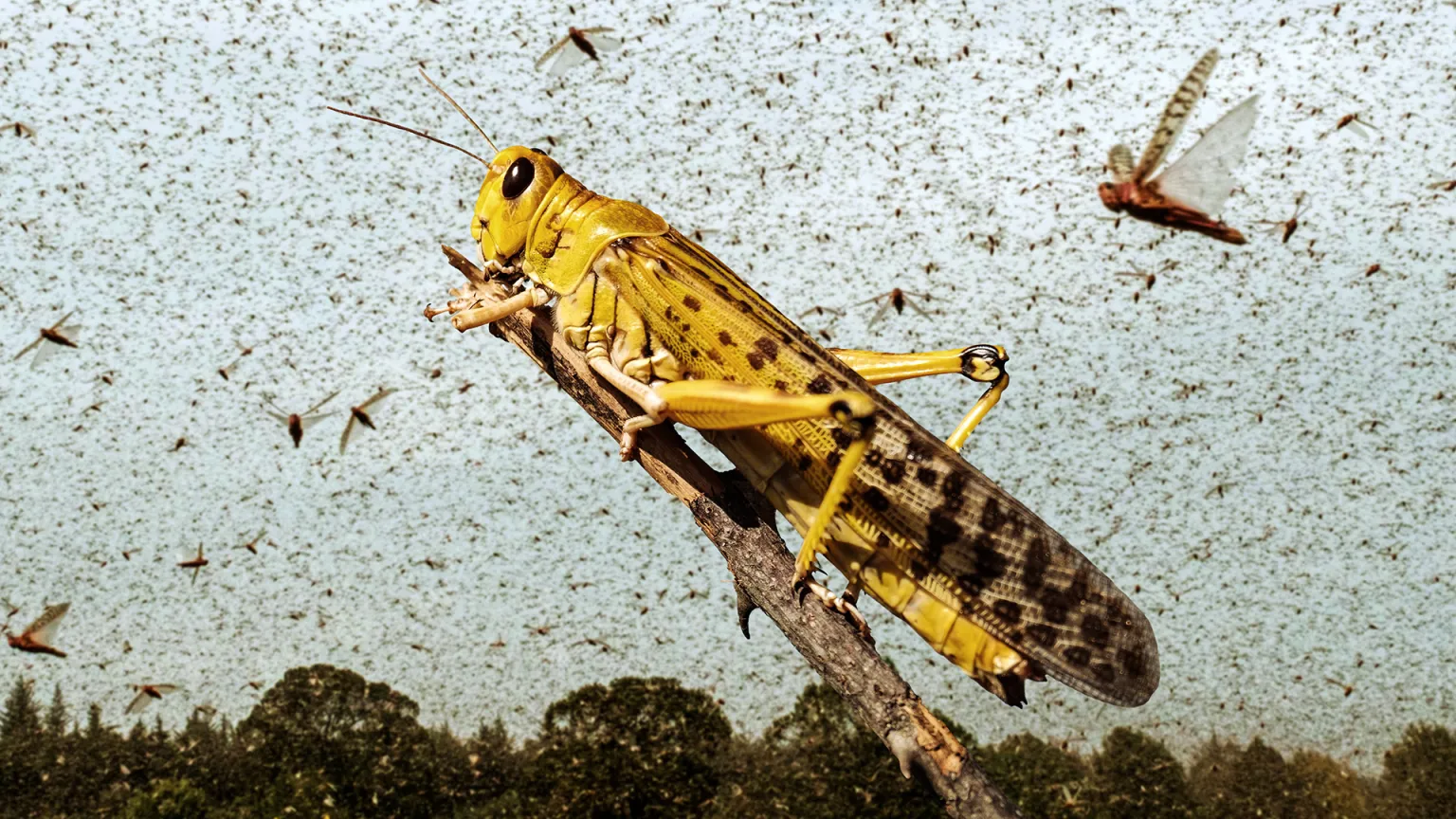 Locust Humiliated Swarm He Organized Only Got 40 Million Attendees