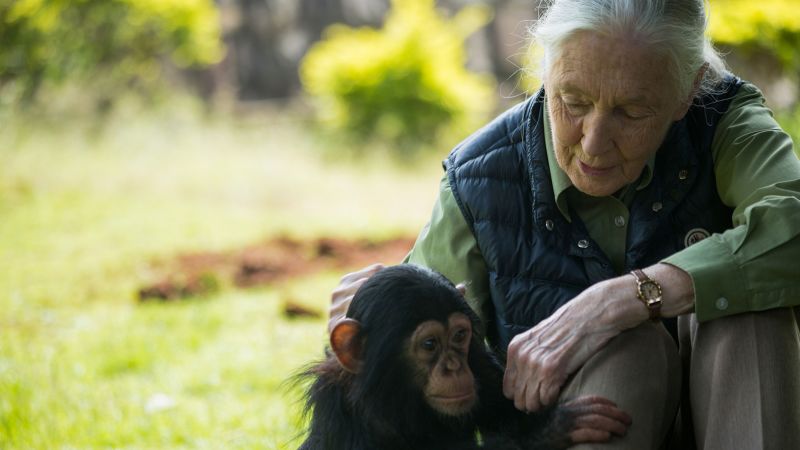 Jane Goodall’s Charity Addiction: A CNN Exposé