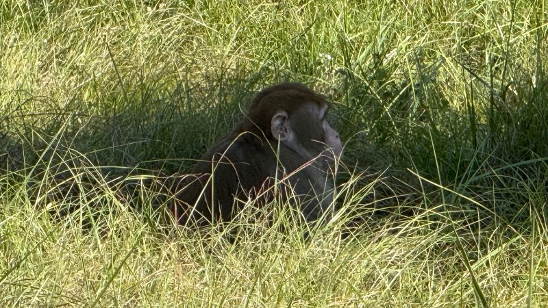 Mississippi Woman Turns Monkey Assassin, Saves Kids from Impending Primate Apocalypse