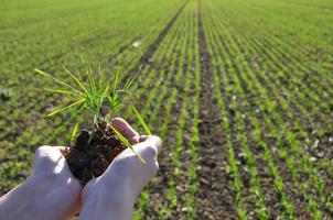 Mundane Root Research Society Finally Discovers That Plants Have Roots