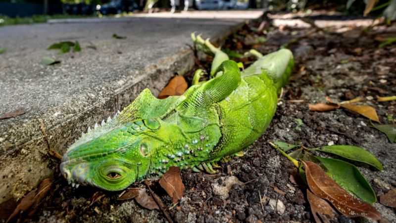 Florida’s Iguanas: Not Swinging from Vines, Just Getting Eaten by Everything