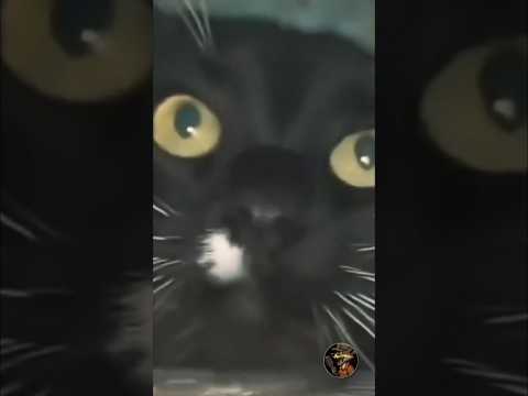 The cats seem to be asking, “I’ll get something too, won’t I?”
