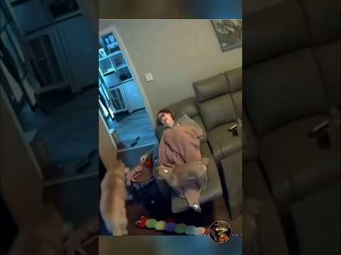 No one would have believed it without video evidence!