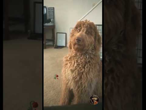The second dog feels neglected