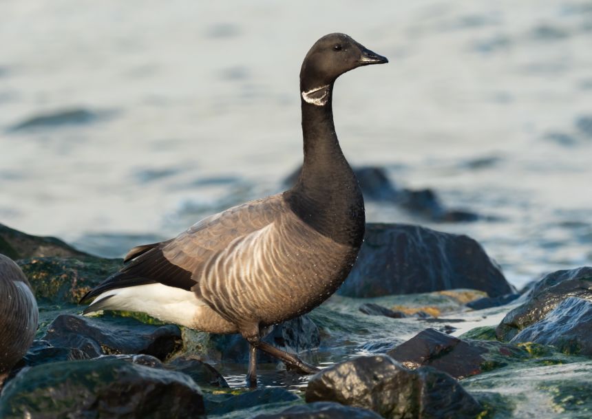 Word of the Week: Brent Crude Oil’s Wild Ride — Who’s This Brent Dude Anyway?