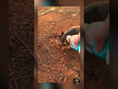 A little armadillo was searching for water until a man saved him