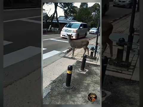 Even the deer cross the road the right way