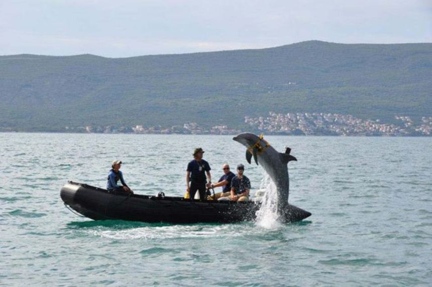 Fake news claims military dolphins are totally not saving America somehow