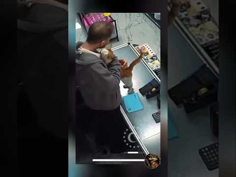 In Turkey, a stray cat comes to the store every day to cuddle with the cashier
