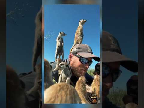Today you all need to see how meerkats trust the photographer