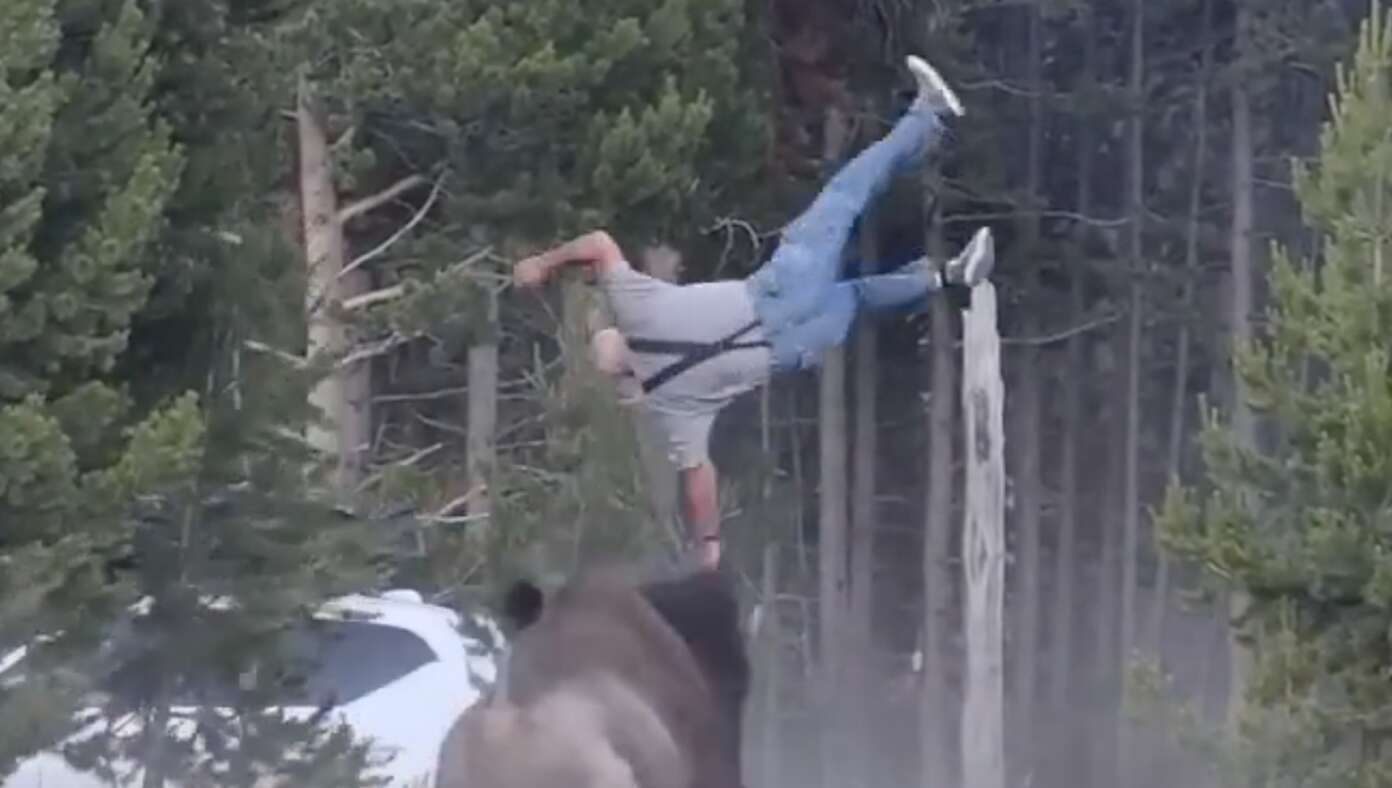 National Park Service Reminds Americans Not To Approach Bison, But If You Do, Make Sure Someone Captures A Hilarious Video Of It