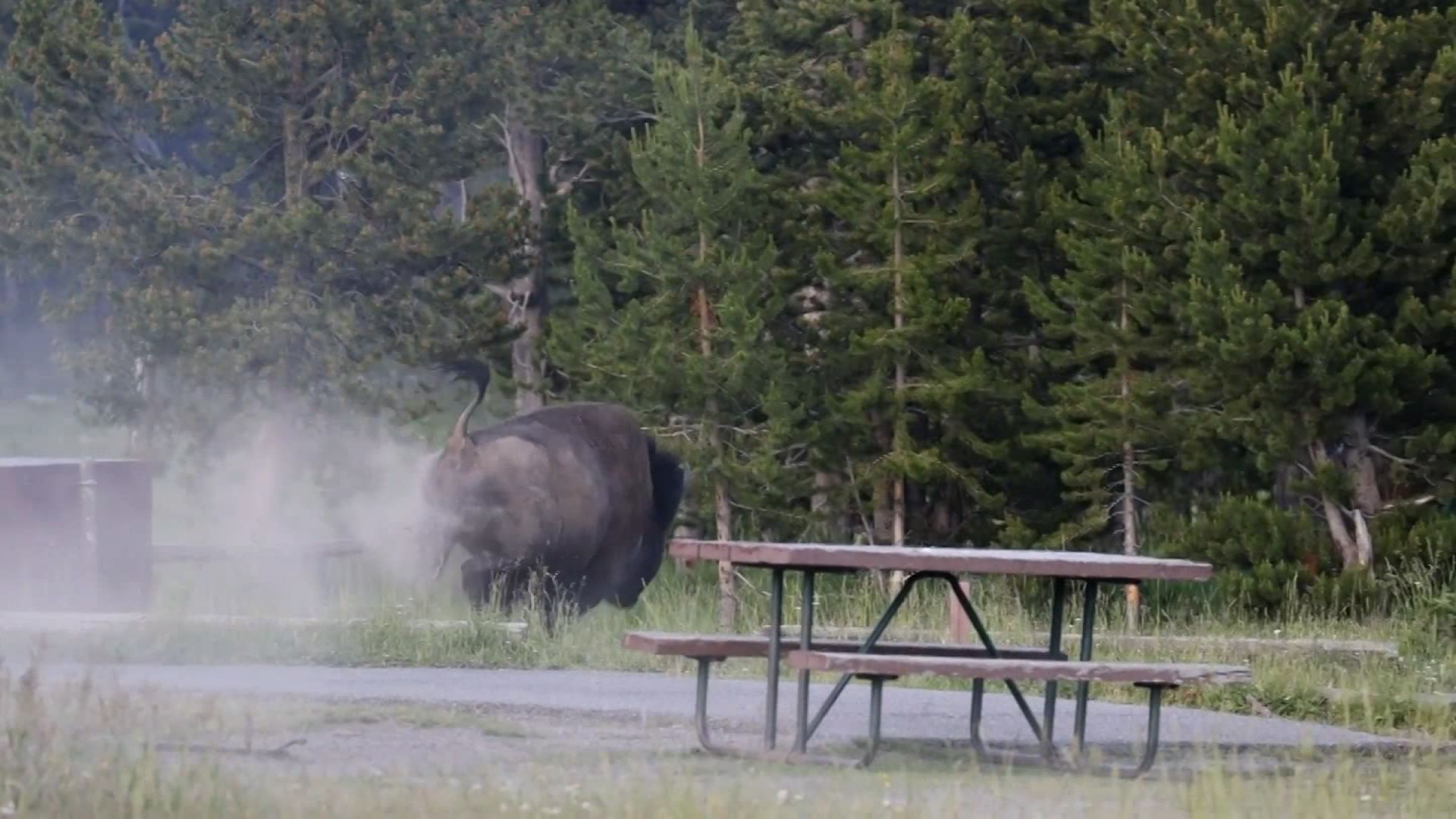 Bison wins brawl with grandfather at Yellowstone somehow