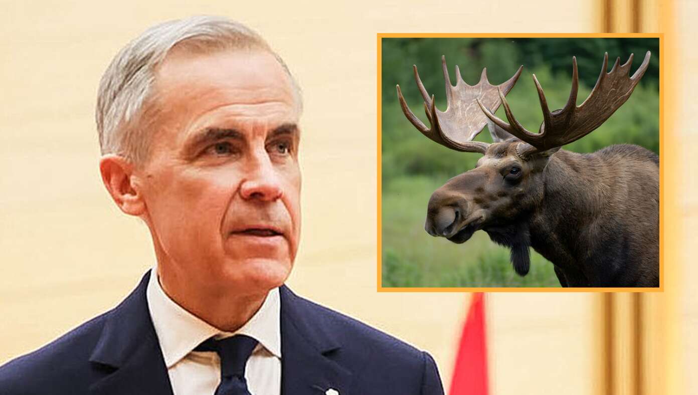 Canada Vows To Retaliate Against Trump With Crippling Moose Tariff