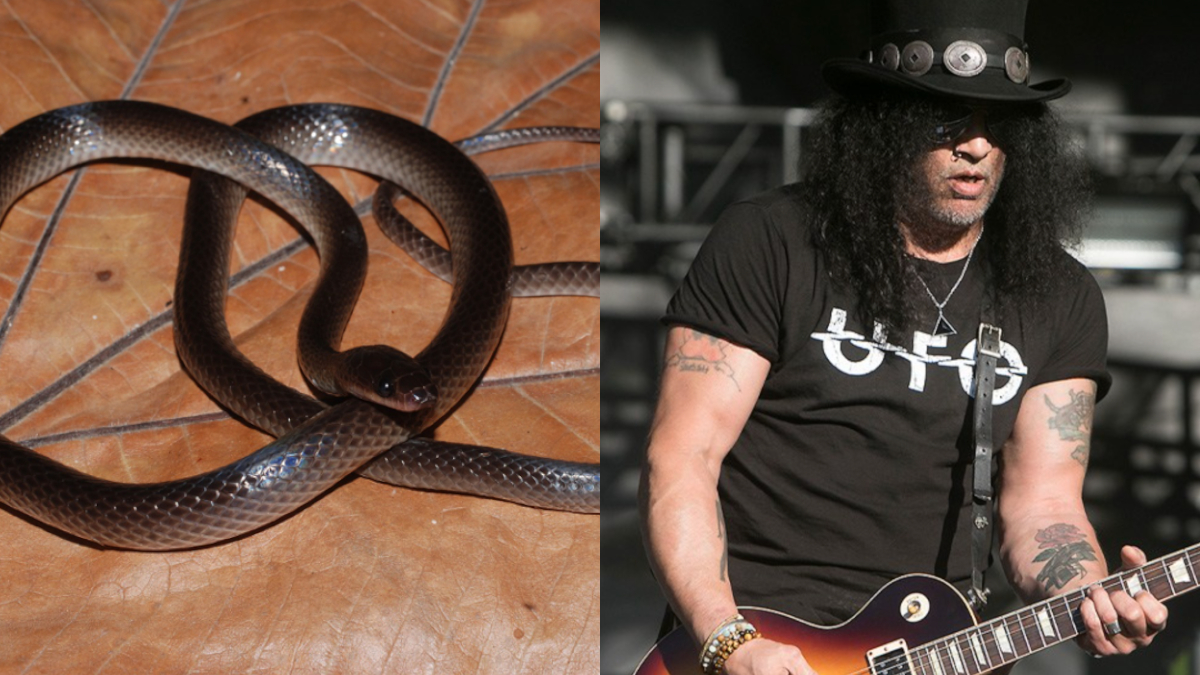 Slash Gets Species Of Snake Named After Him