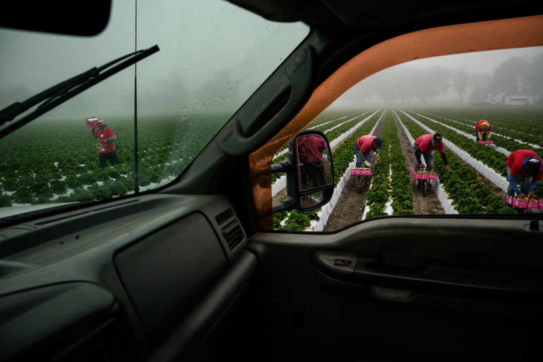 Strawberry Prices Set To Become Your Newest Expense Nightmare Apparently