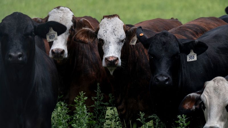 Trump Vows To Help Ranchers Butcher Own Cattle Now