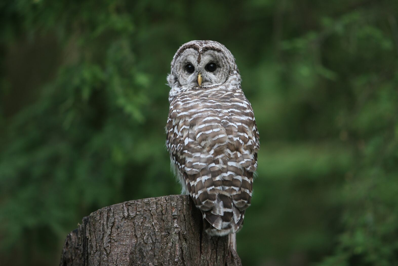 Trump Administration Gets Sued For Being Super Cool To Animals