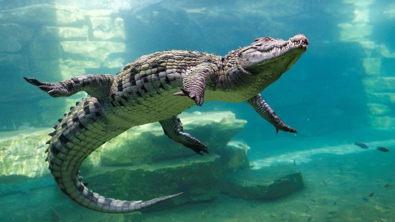 Crocodiles Now Involved In Trump's DC Building Debacles Apparently