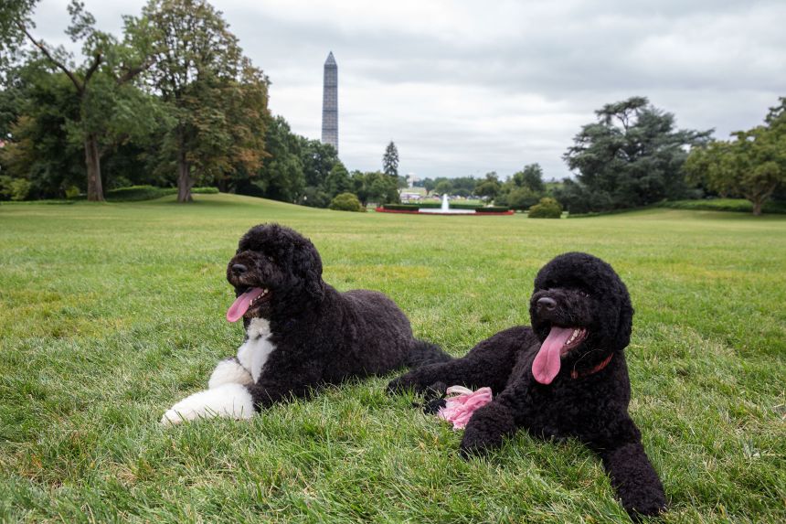 Obama Family Loses Beloved Dog Sunny To Old Age