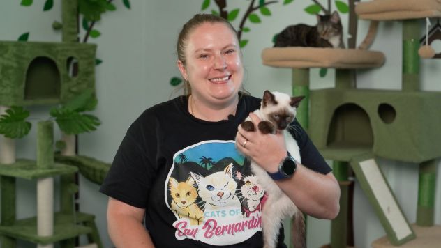 Stray Cat Sparks Heroic Quest In San Bernardino Backyard