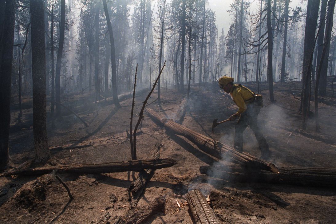Nation's Forests Slowly Turning Into Giant Barbecues Apparently